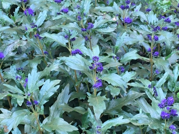 Bartblume (Caryopteris x clandonensis "Heavenly blue") im Container 30-50cm